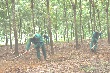 Tạm dừng khai thác cao su đợt đầu tiên ở Lai Châu 
